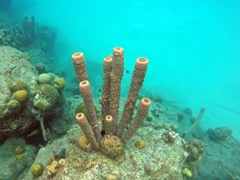 Stove-Pipe Sponge